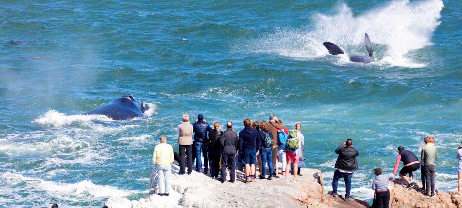 Hermanus Whale Watching Festival, South Africa