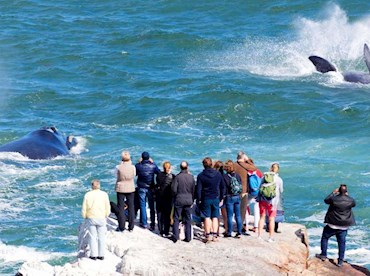 Hermanus Whale Watching Festival, South Africa