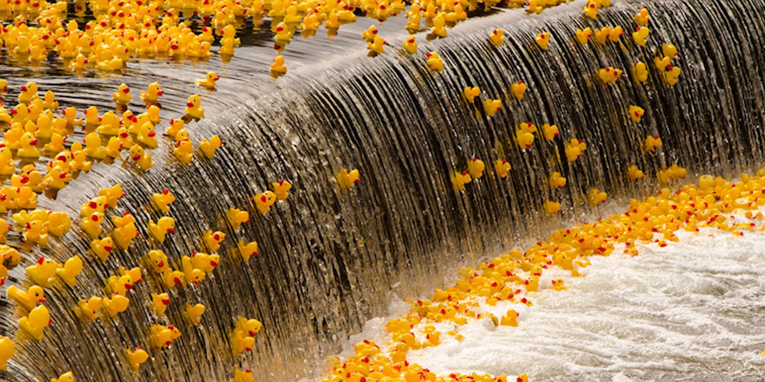 Rubber Duck Race Germany