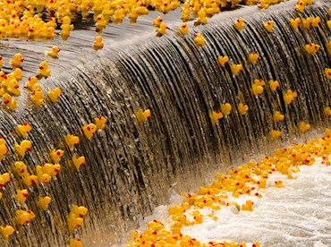 Rubber Duck Race Germany