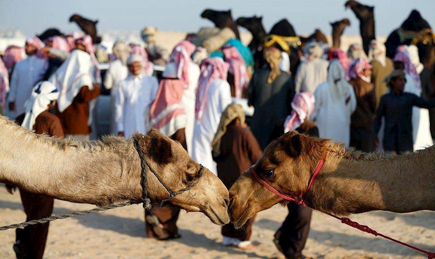 al dhafra festival abu dhabi