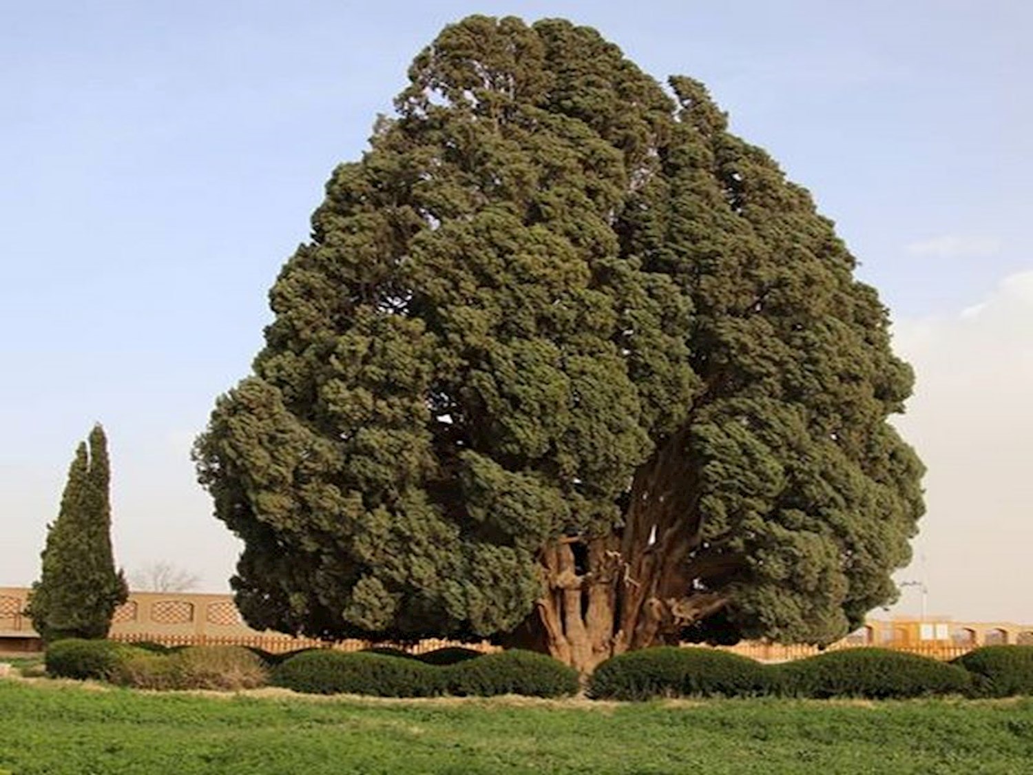 Visit Cypress of abarkuh in Yazd whenever you come to Iran