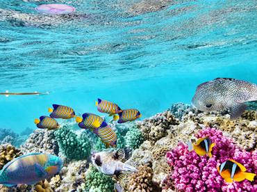 Glide above the kaleidoscopic wonderland of the Great Barrier Reef