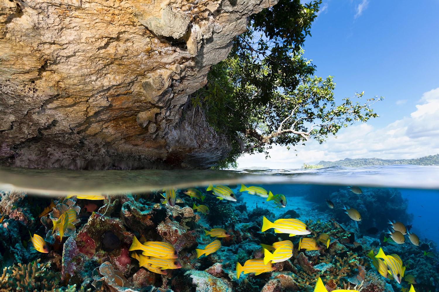 Island hop through Raja Ampat's exotic thriving seascapes