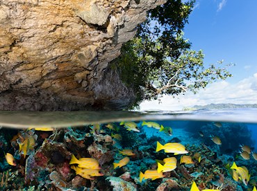 Island hop through Raja Ampat's exotic thriving seascapes