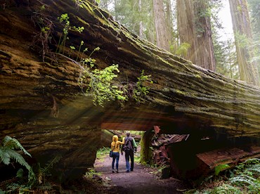 Commune with towering trees in Redwood National and State Parks