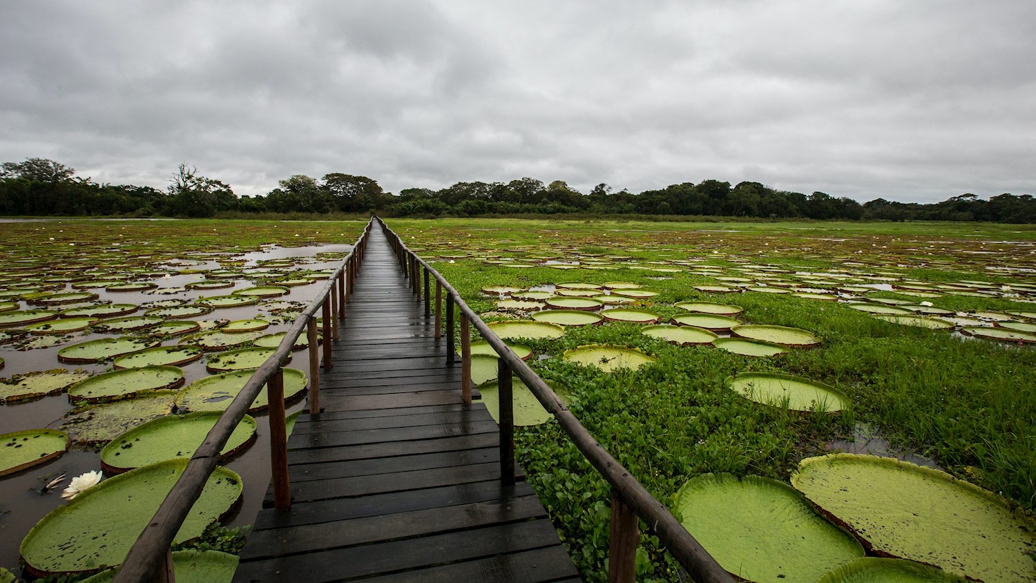 Watch the wetlands of the Pantanal burst into wildlife activity