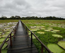 Watch the wetlands of the Pantanal burst into wildlife activity