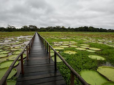 Watch the wetlands of the Pantanal burst into wildlife activity