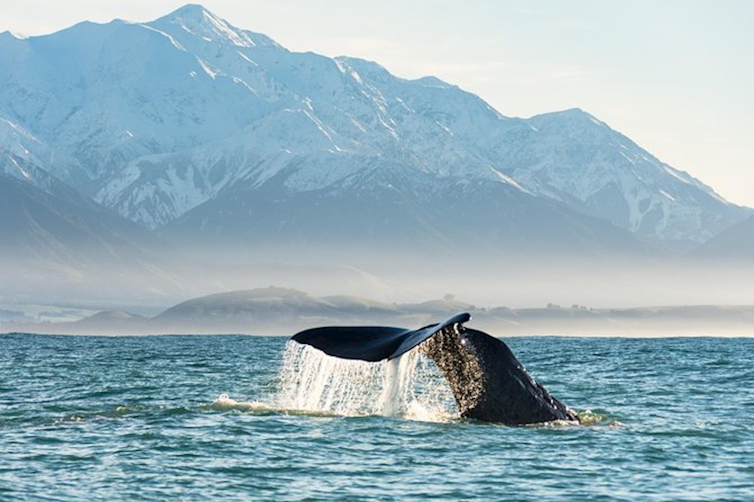 Watch the ocean's great beasts rise up in Kaikoura