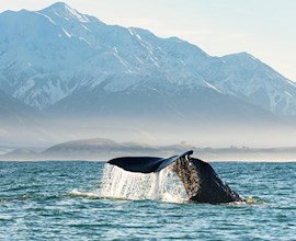 Watch the ocean's great beasts rise up in Kaikoura