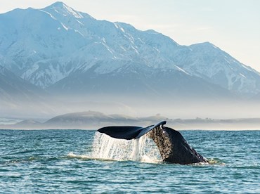 Watch the ocean's great beasts rise up in Kaikoura