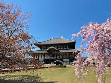 Seek enlightenment at the Daibutsu (Great Buddha) of Nara