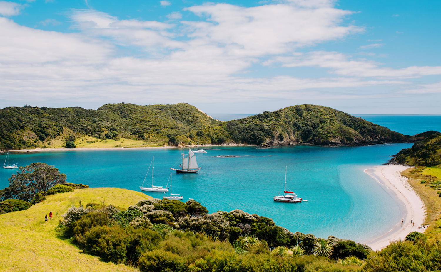 Plunge into the life aquatic in the Bay of Islands