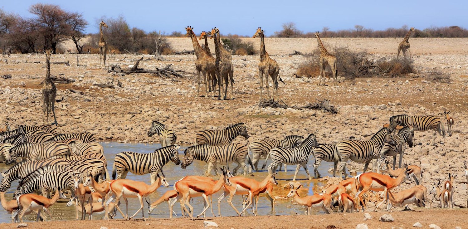 See wildlife in abundance at Etosha National Park