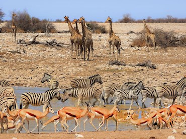 See wildlife in abundance at Etosha National Park