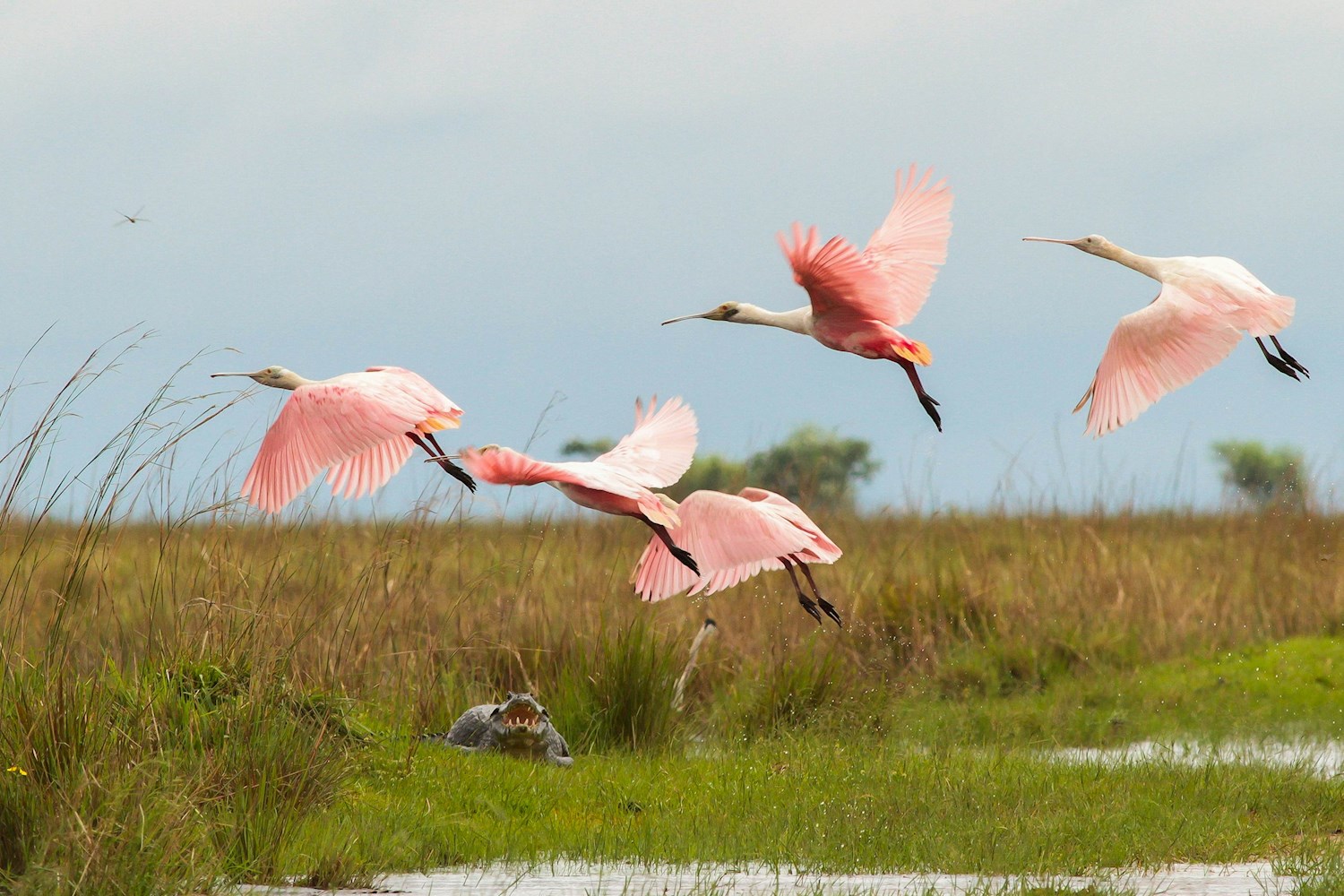 Discover wildlife staging a comeback in Parque Nacional Iberá