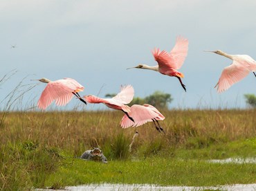 Discover wildlife staging a comeback in Parque Nacional Iberá