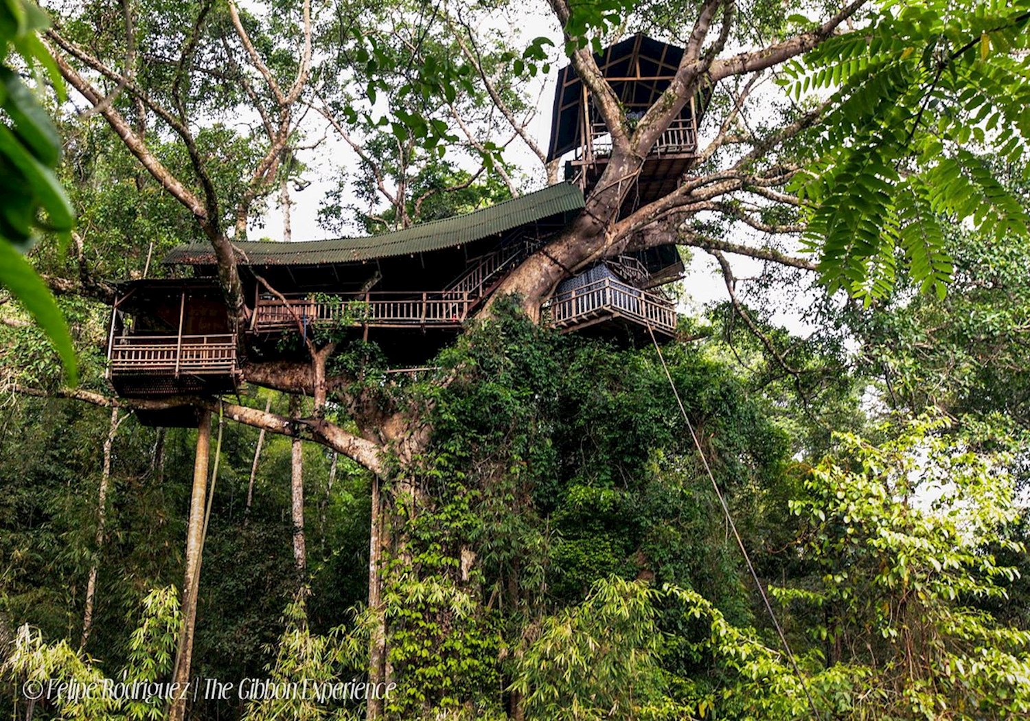 Zip to treetop adventures on the Gibbon Experience