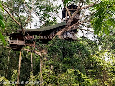 Zip to treetop adventures on the Gibbon Experience