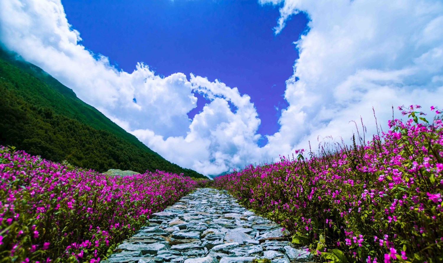 Hike the Himalaya's headiest trail in the Valley of Flowers