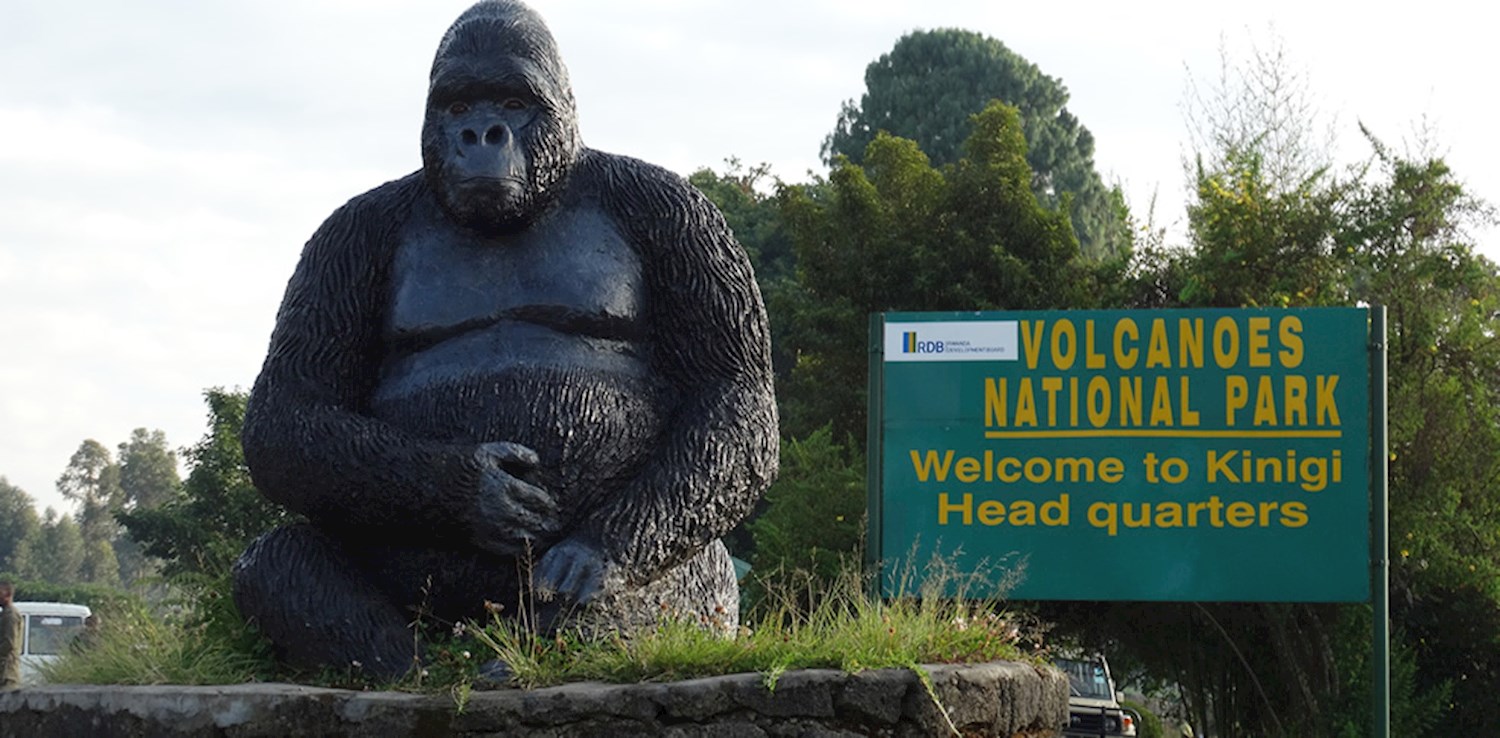 See gorillas in the mist atop Volcanoes National Park