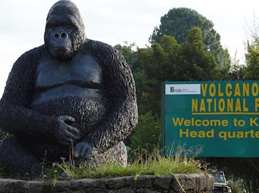 See gorillas in the mist atop Volcanoes National Park