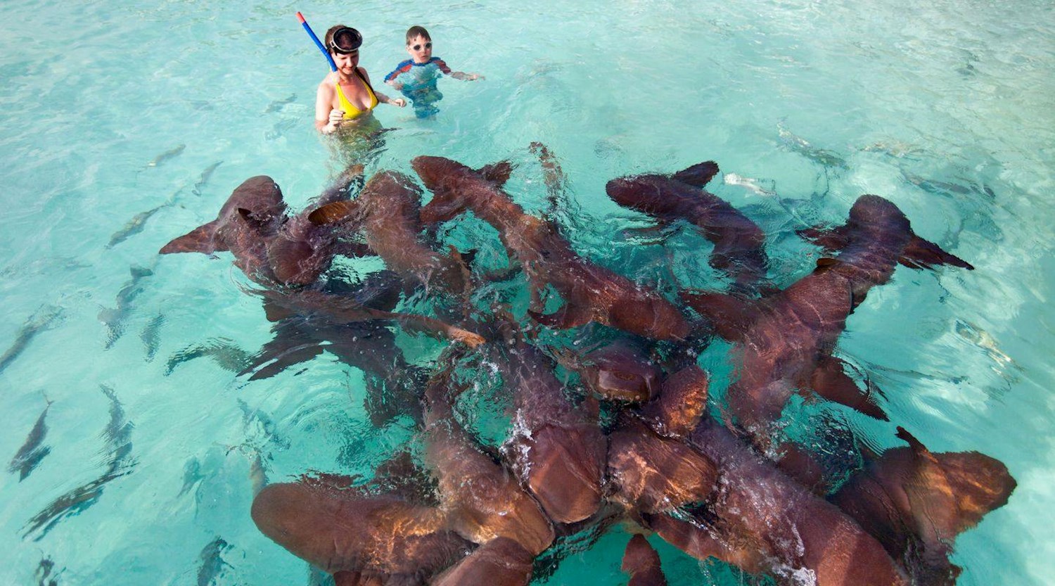 Witness a feeding frenzy in Shark Ray Alley