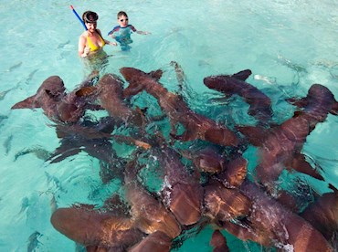 Witness a feeding frenzy in Shark Ray Alley