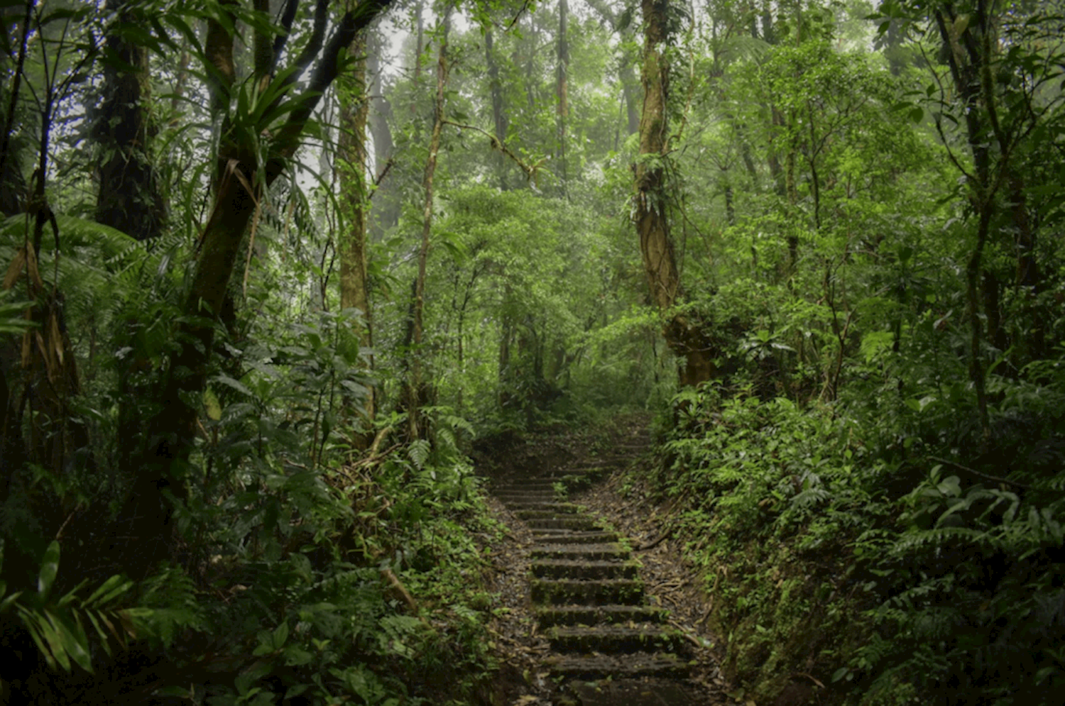 Wildlife-watch in cloud cuckoo land at Bosque Nuboso Monteverde