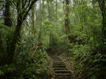 Wildlife-watch in cloud cuckoo land at Bosque Nuboso Monteverde