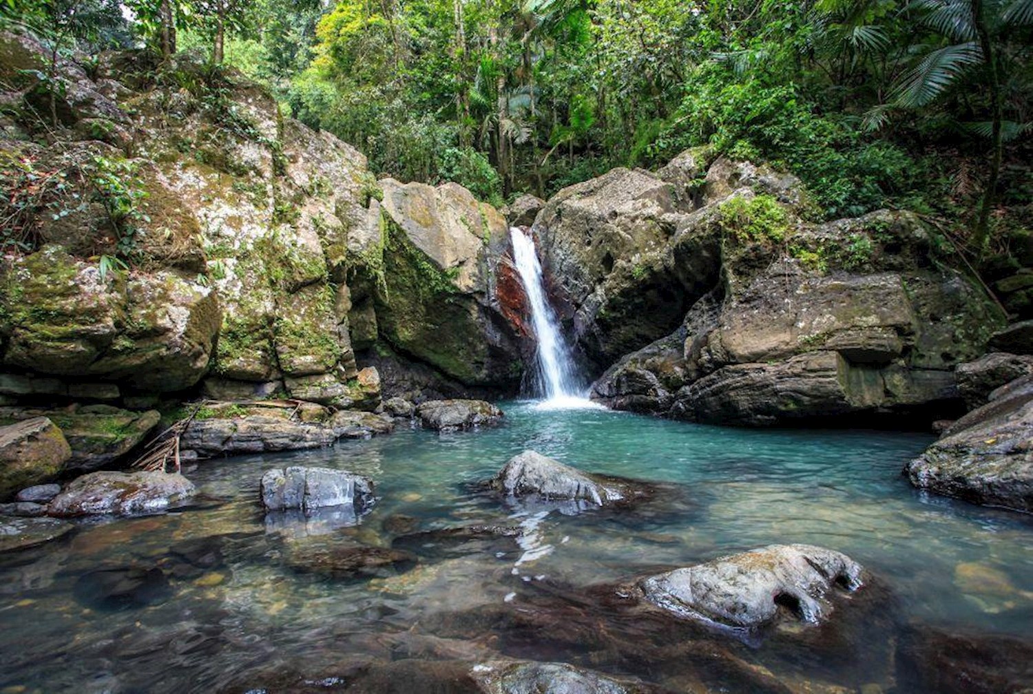 Trek the USA's only tropical forest at El Yunque rainforest