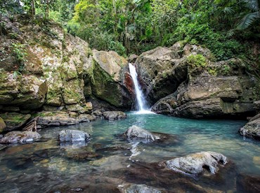 Trek the USA's only tropical forest at El Yunque rainforest