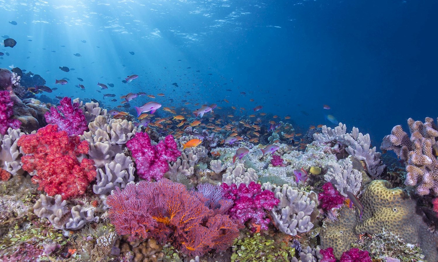 Dive through psychedelic forests on Rainbow Reef