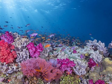 Dive through psychedelic forests on Rainbow Reef