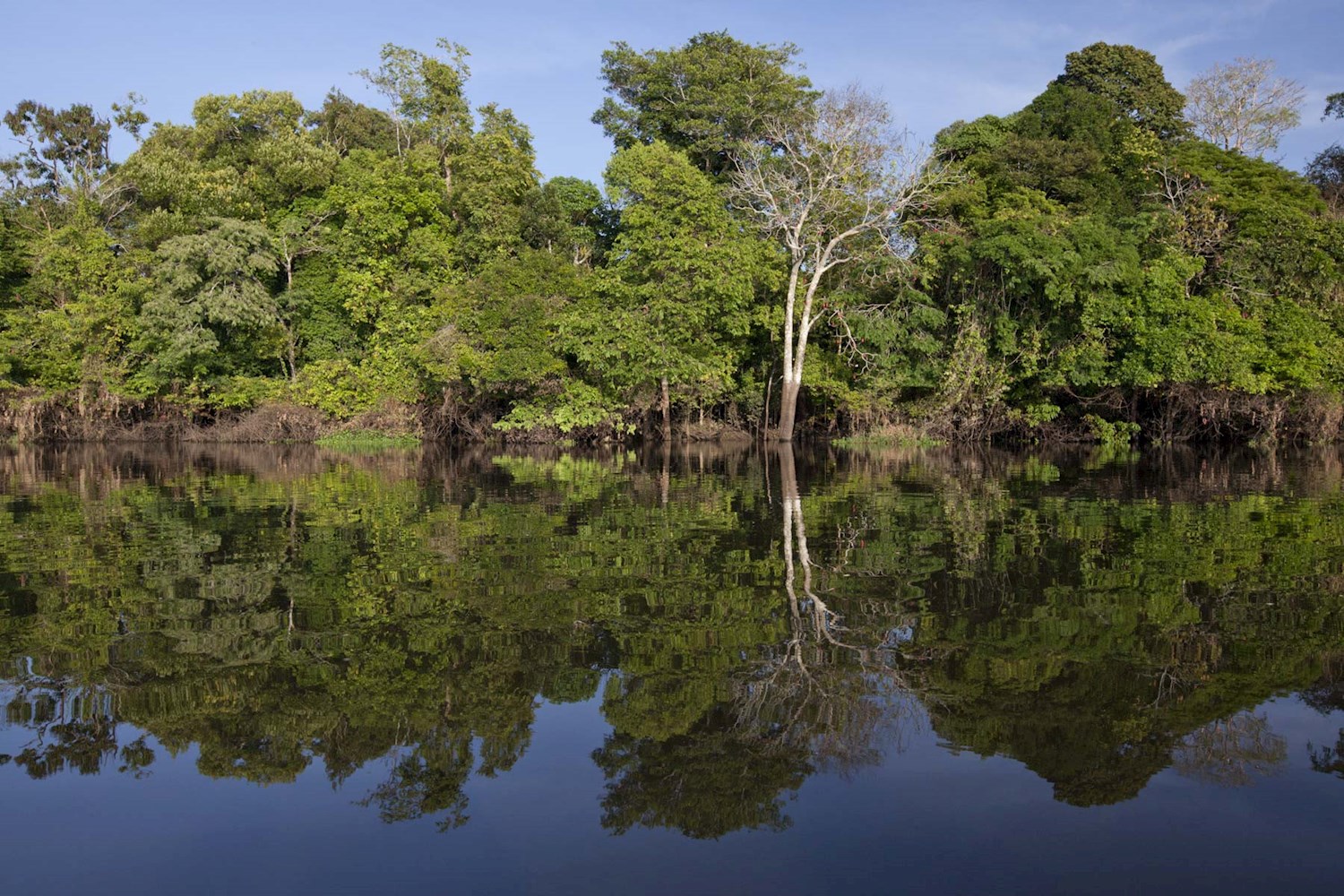 Spot rare monkeys, manatees and toucans in Mamirauá reserve