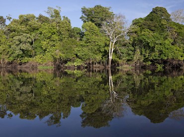 Spot rare monkeys, manatees and toucans in Mamirauá reserve