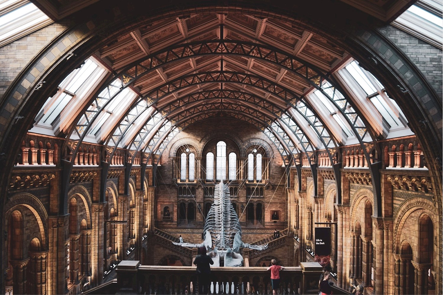 Walk beneath whales at the Natural History Museum