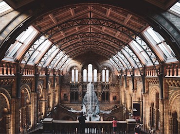 Walk beneath whales at the Natural History Museum