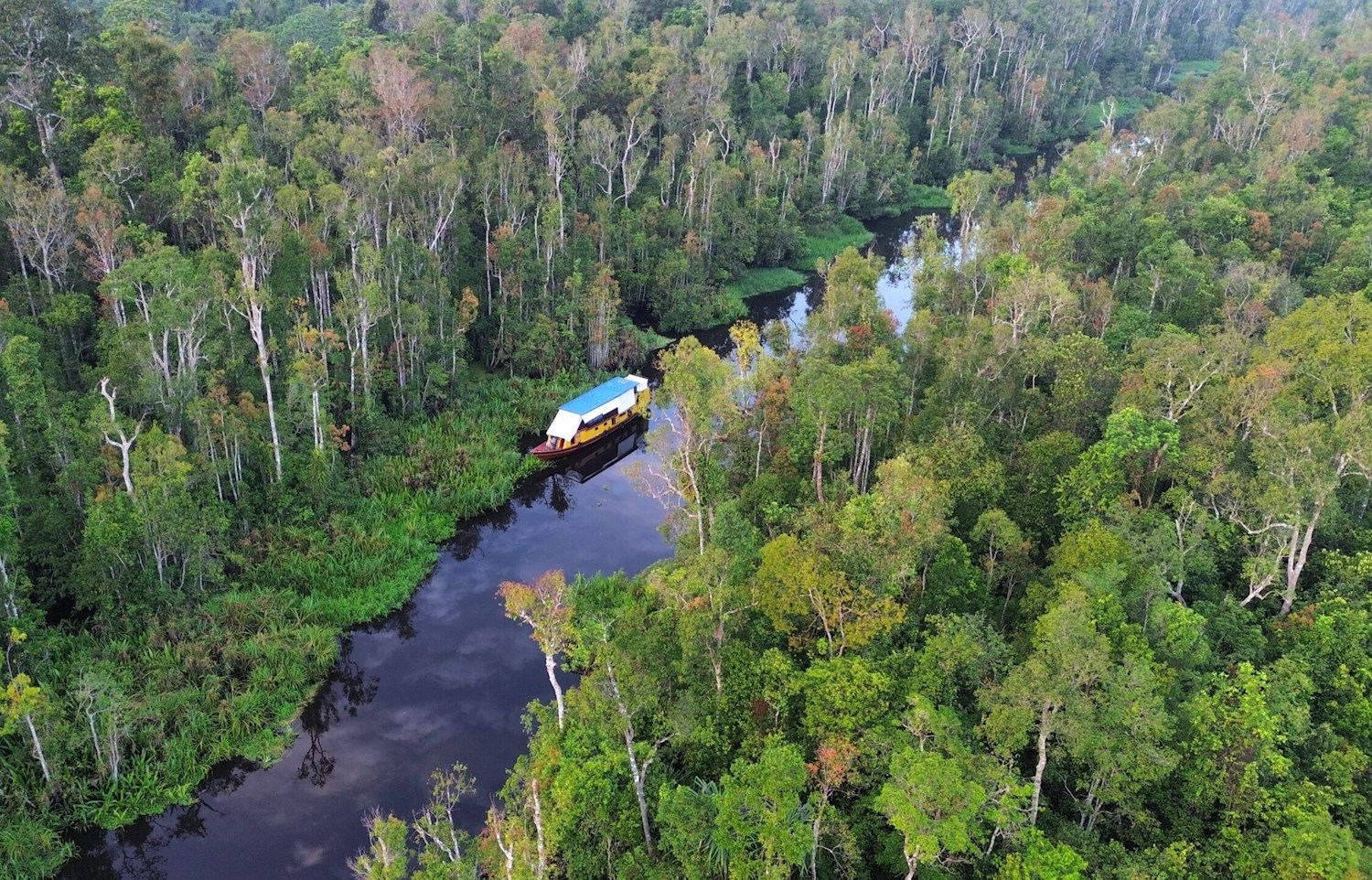 Take a river cruise through Tanjung Puting, an orangutan kingdom