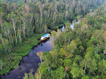 Take a river cruise through Tanjung Puting, an orangutan kingdom