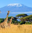 Stand on Mt Kilimanjaro's summit, the snow- capped roof of Africa