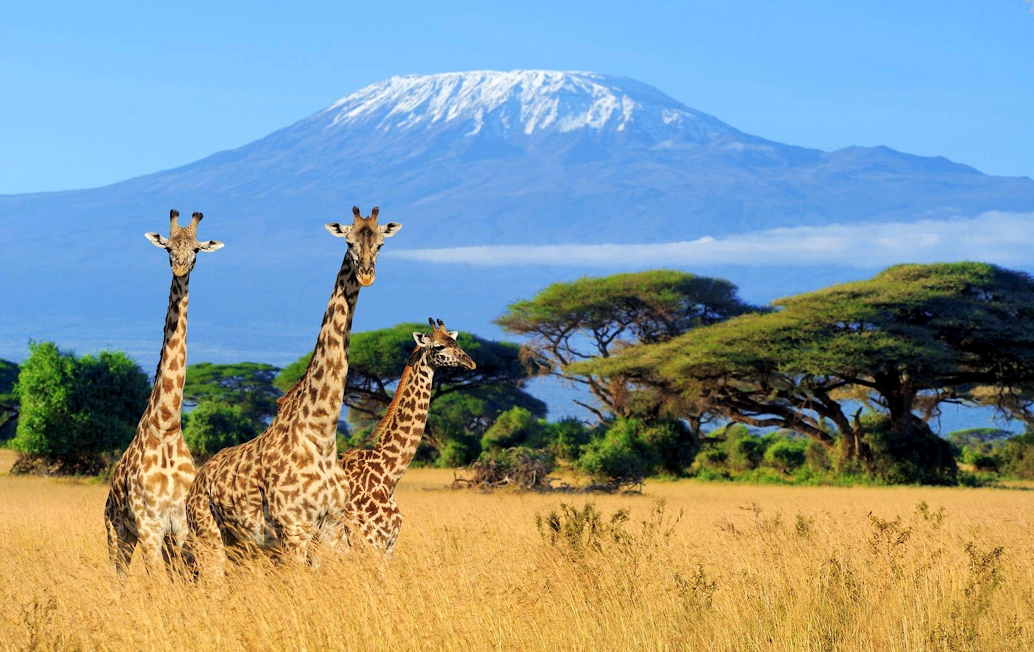 Stand on Mt Kilimanjaro's summit, the snow- capped roof of Africa