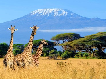 Stand on Mt Kilimanjaro's summit, the snow- capped roof of Africa